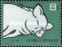 Pig breed