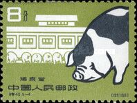 Pig breed