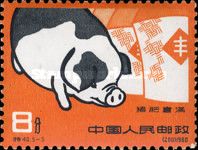 Pig breed