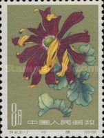 Chrysanthemum