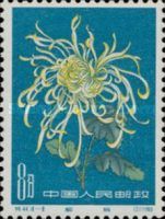 Chrysanthemum