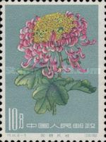 Chrysanthemum
