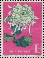 Chrysanthemum