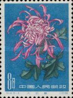 Chrysanthemum