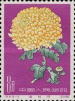 Chrysanthemum