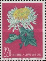 Chrysanthemum