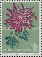 Chrysanthemum