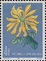 Chrysanthemum