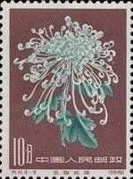 Chrysanthemum