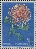 Chrysanthemum