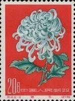 Chrysanthemum