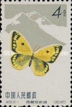 Everest Clouded Yellow (Colias berylia)