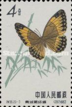 Neumogeni Jungle Queen (Stichophthalma neumogeni)