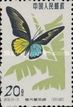 Philippines Birdwing (Troides magellanicus)