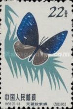 Blue-branded King Crow (Euploea leucostictus)