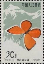 Solskyi Copper (Chrysophanus solskyi)