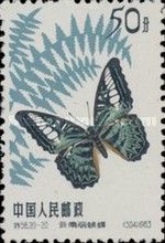 Yunnan Clipper (Parthenos sylvia)