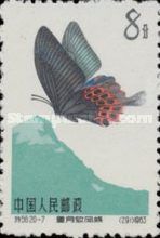 Swallowtail (Papilio hoppo)