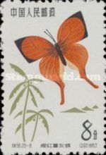 Common Yamfly (Loxura atymnus)