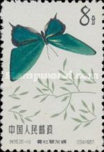 Butterfly (Chrysozephhyrus mushaellus)