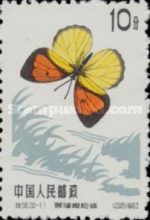 Yellow Orange Tip (Ixias pyrene)