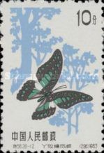 Great Jay (Graphium eurypylus)