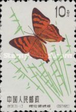 Striped Punch (Dodona adonira)