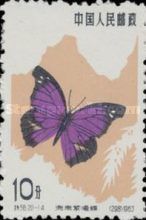 Purple Back (Libythea geoffroy)