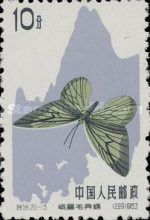 Butterfly (Capila translucida)
