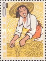 Woman harvesting
