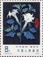 Devil's Trumpet (Datura metel)