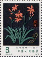 Leopard Lily (Belamcanda chinensis)