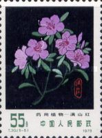 Rhododendron dauricum