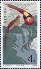Golden Pheasant (Chrysolophus pictus)