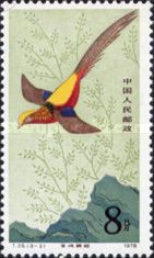 Golden Pheasant (Chrysolophus pictus)