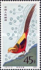 Golden Pheasant (Chrysolophus pictus)