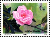 Hybrid Camellias from the Yunnan Province
