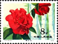 Hybrid Camellias from the Yunnan Province