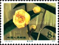 Hybrid Camellias from the Yunnan Province