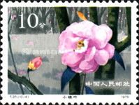 Hybrid Camellias from the Yunnan Province