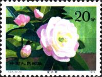 Hybrid Camellias from the Yunnan Province