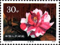 Hybrid Camellias from the Yunnan Province