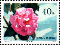 Hybrid Camellias from the Yunnan Province