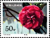 Hybrid Camellias from the Yunnan Province