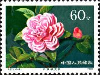 Hybrid Camellias from the Yunnan Province