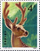 Sika Stag (Cervus nippon)