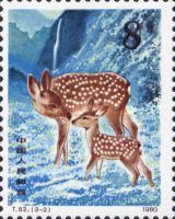 Sika Deer (Cervus nippon)