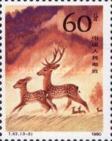 Sika Deer (Cervus nippon)