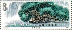Banyan tree