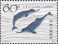 Baiji (Lipotes vexillifer)